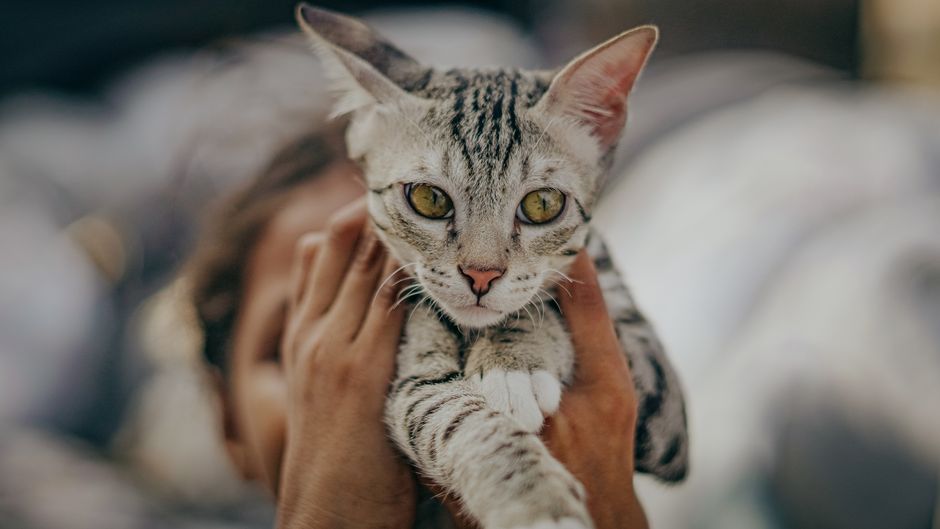 What Are the Most Common Types of Cat Eye Infections?