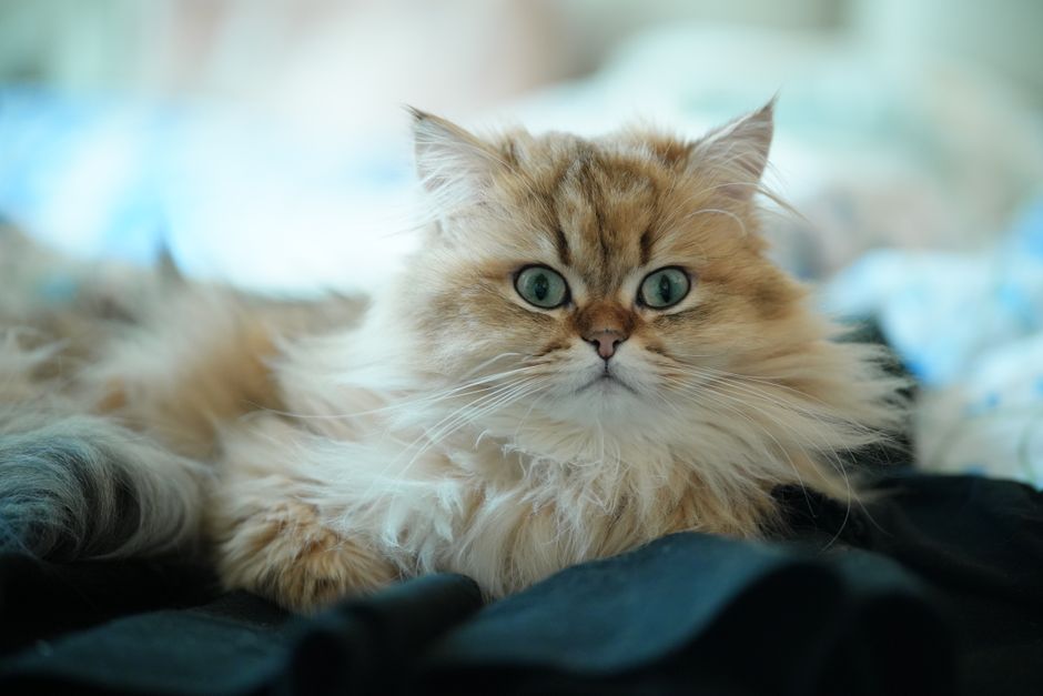 Best Cat Food for Hairball Control Tested and Reviewed