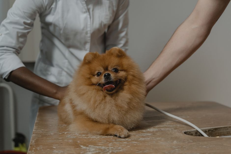 Bloat in Dogs Emergency Signs and Lifesaving Prevention Tips
