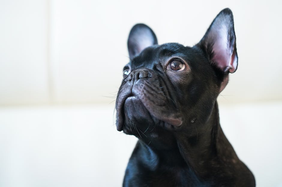 What Are Ear Mites in Cats?