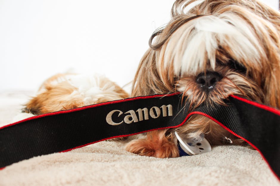 What Makes the Shih Tzu a Unique Breed?