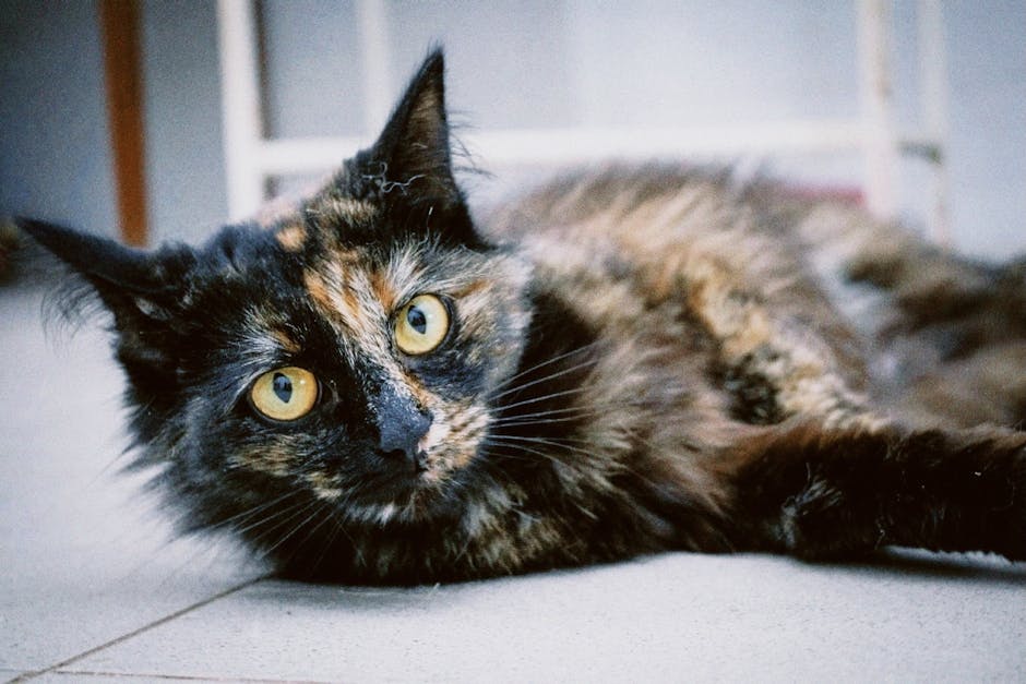 1. Siberian Cat: Is It Truly Hypoallergenic?