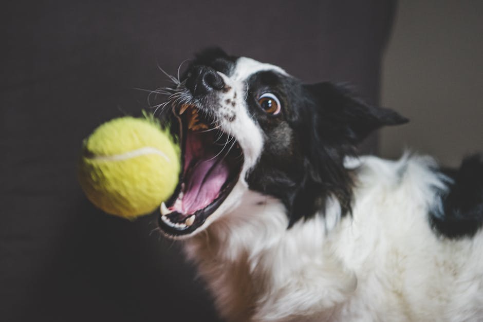 What Triggers Hissing and Growling in Cats?