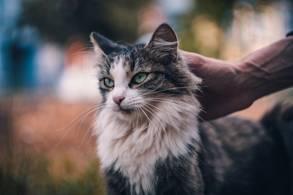 What Is the Difference Between X-Ray and Ultrasound for Dogs?