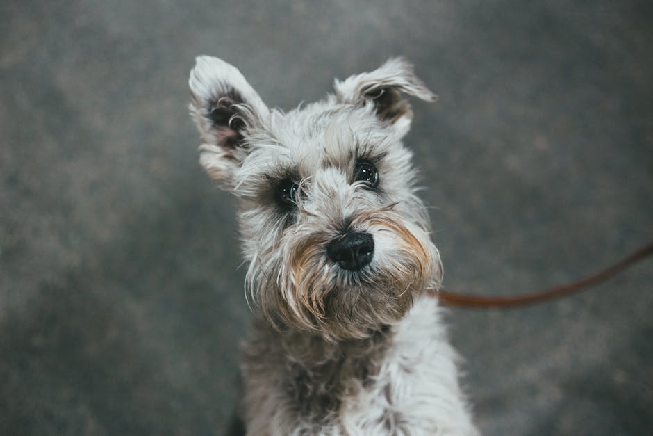 How Are X-Ray and Ultrasound Results Interpreted by Vets?