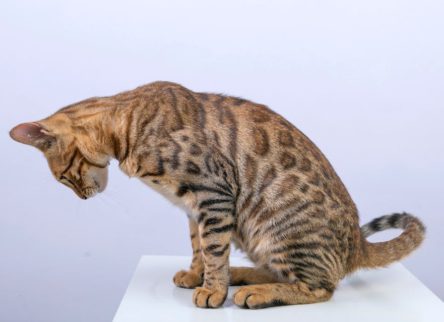 Why Is the Abyssinian So Energetic?