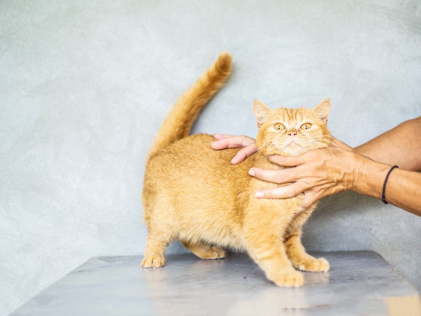 2. How to measure your cat's heart rate?