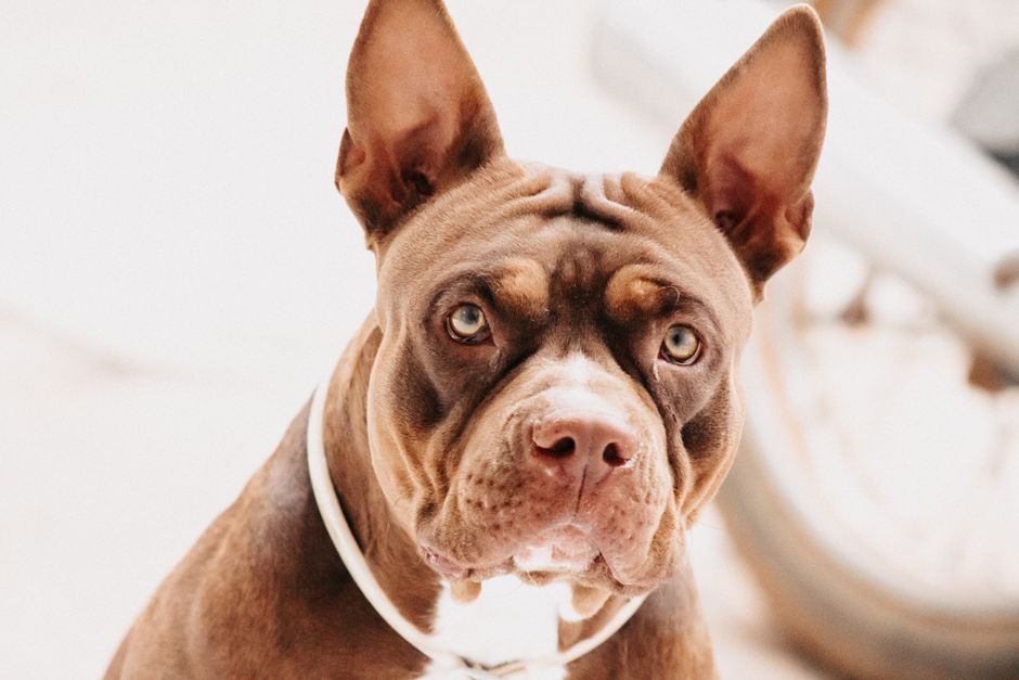 How Do Pets Best Insurance Plans Work?