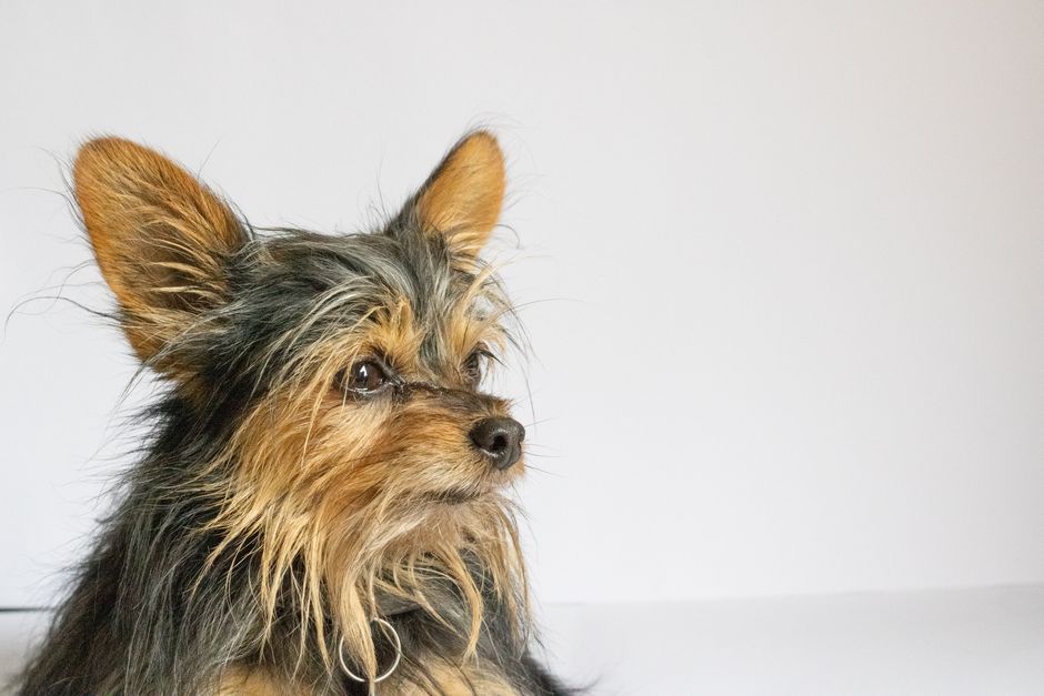 1. Is Bella the Perfect Italian Dog Name for Your Female Pet?