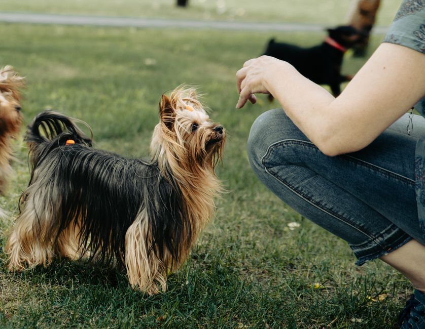 Common Types of Worms in Dogs?