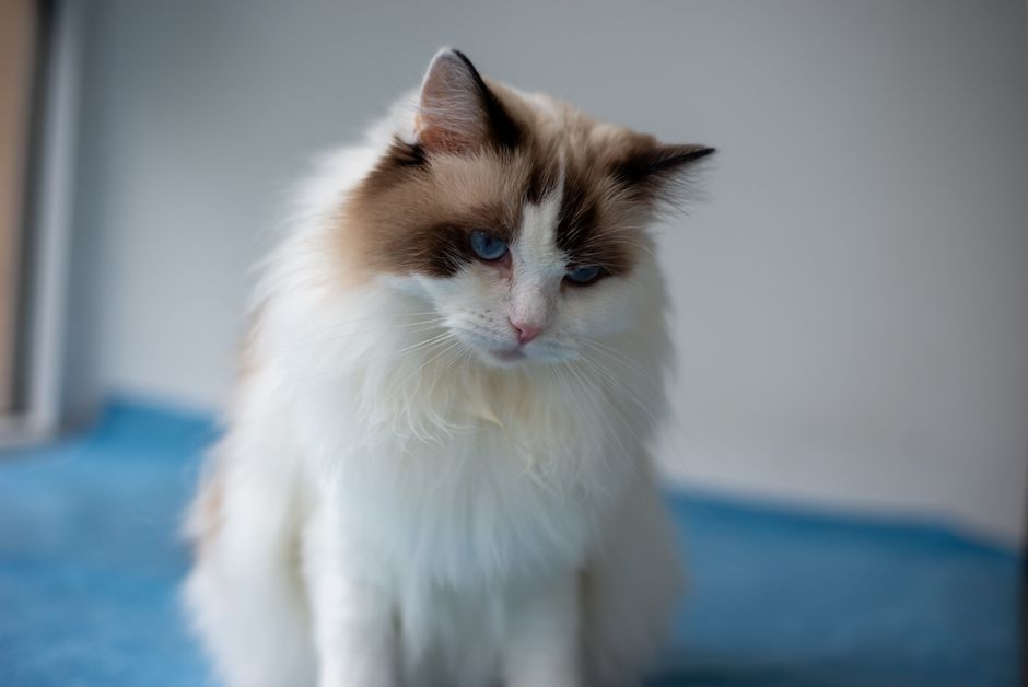 Why Should You Learn How to Trim Cat Claws Safely?