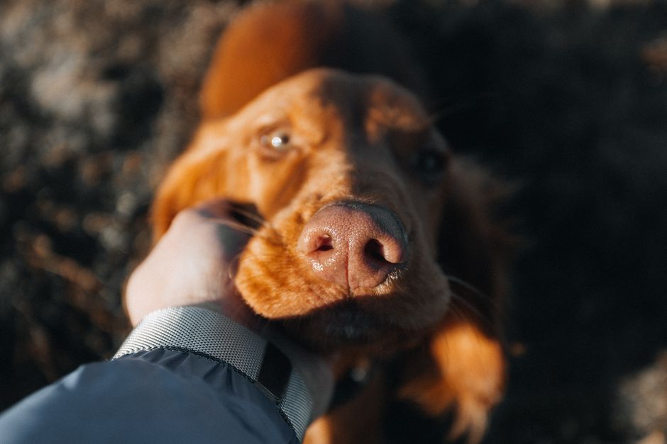 What Is Included in Pumpkin Pet Insurance Coverage?