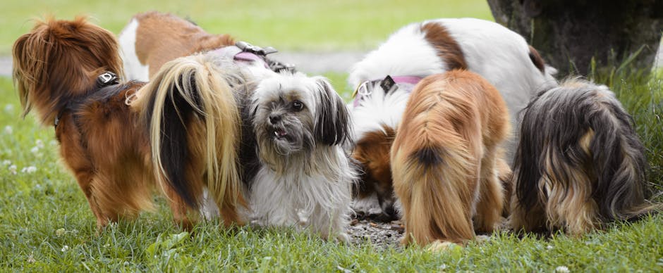 How Much Does Pumpkin Pet Insurance Cost?