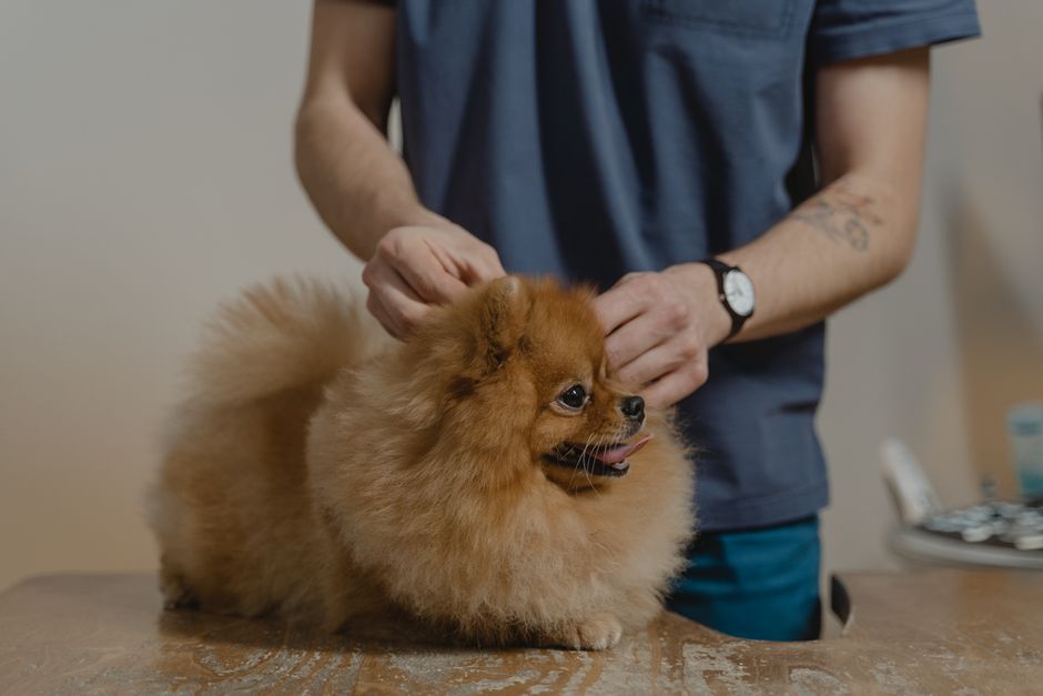 Best Dog Food for French Bulldogs Sensitive Stomach