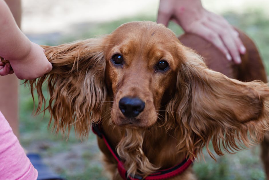 What Is Separation Anxiety in Dogs?