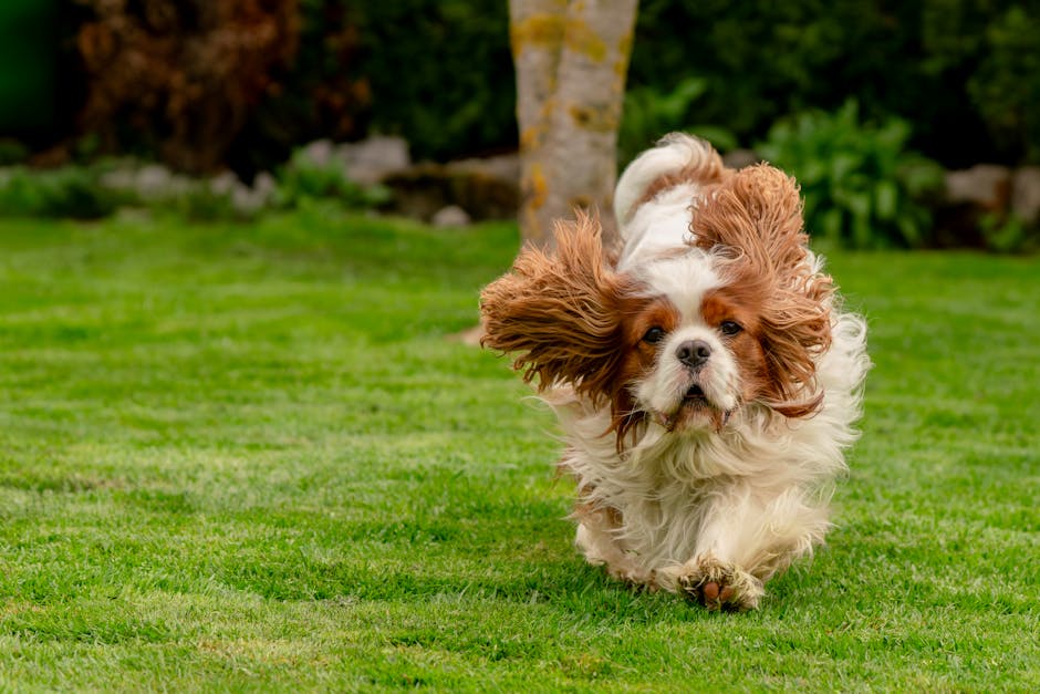 What Makes the Cavalier King Charles Spaniel a Unique Breed?