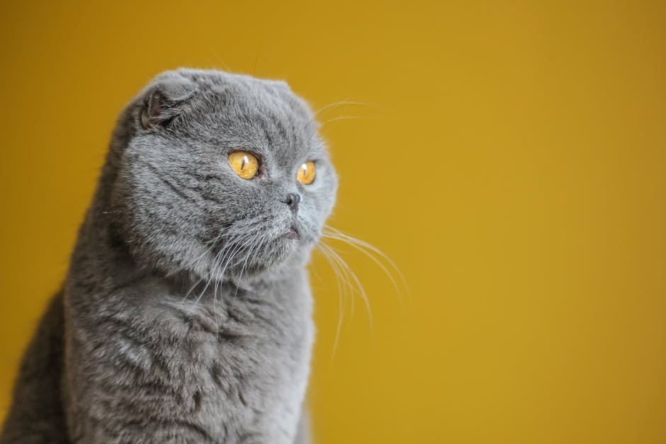 Sphynx Cat Breed Hairless Cat Care and Skin Health