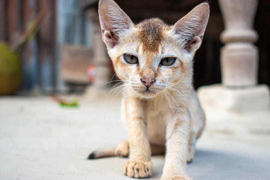 Burmese Cat Breed Guide Social and People-Oriented
