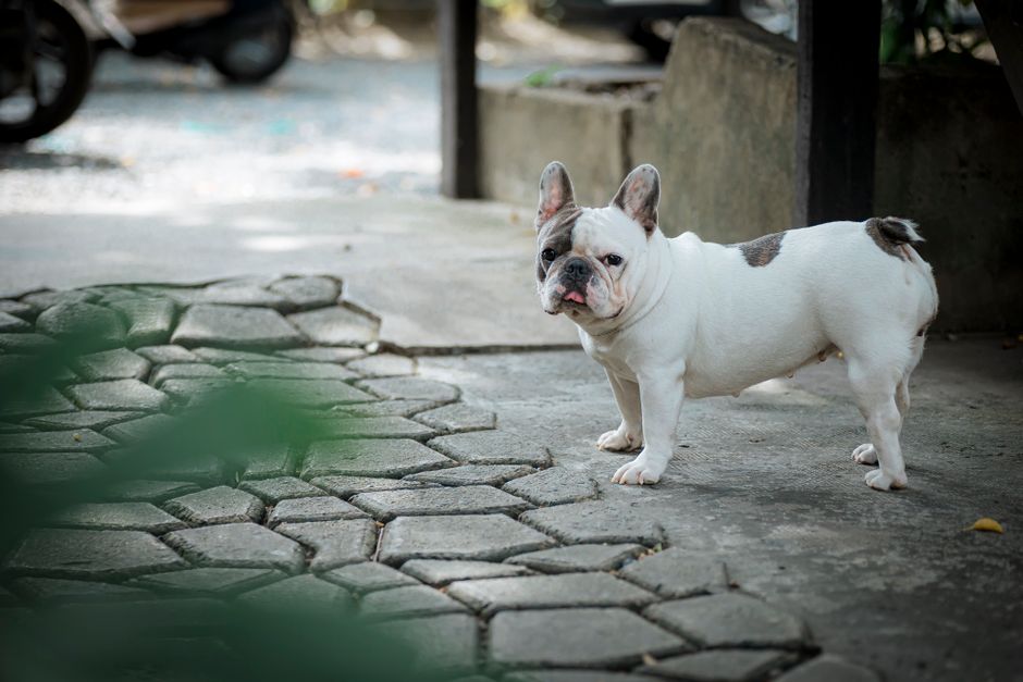 Why Choose French Dog Names for Your Sophisticated Companion?