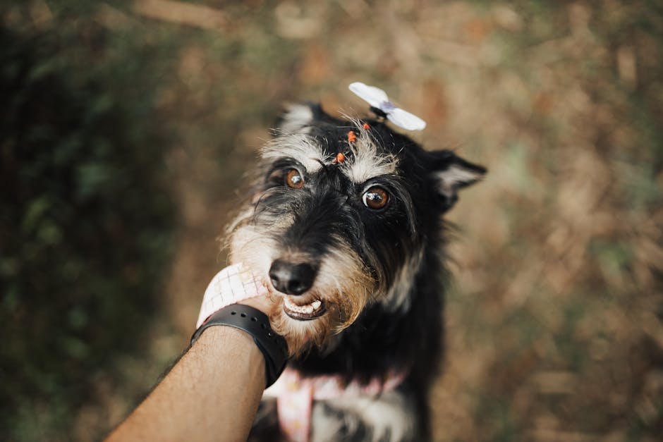 Coconut Oil for Dogs Benefits Uses and Dosage