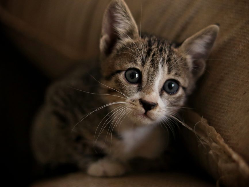 Understanding Cat Purring What Different Purrs Mean