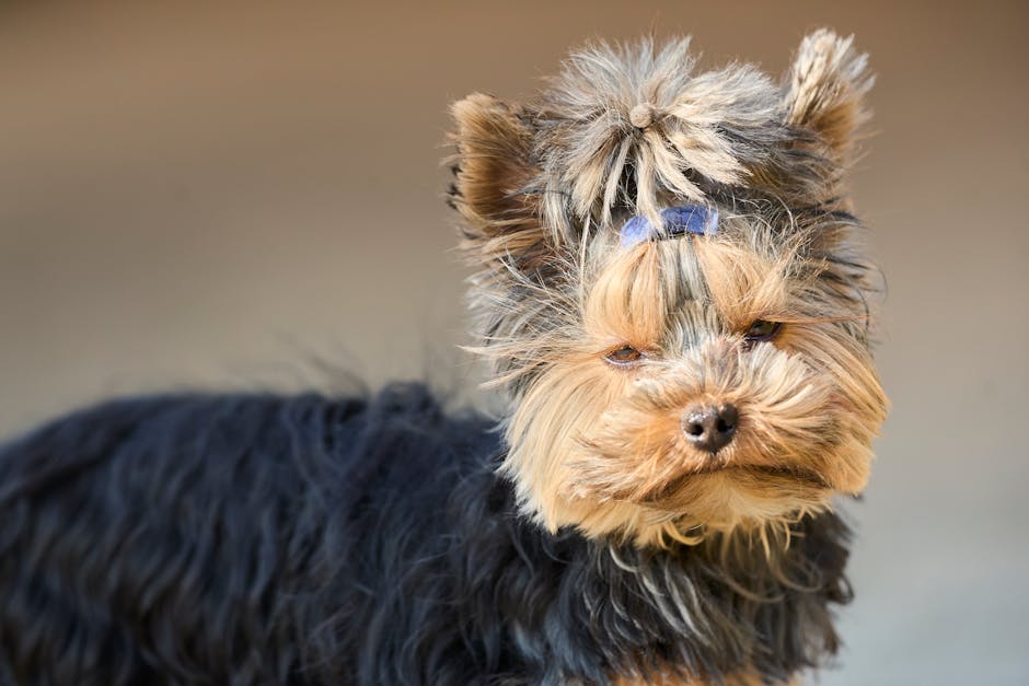 Why Choose Apollo for Your Dog?
