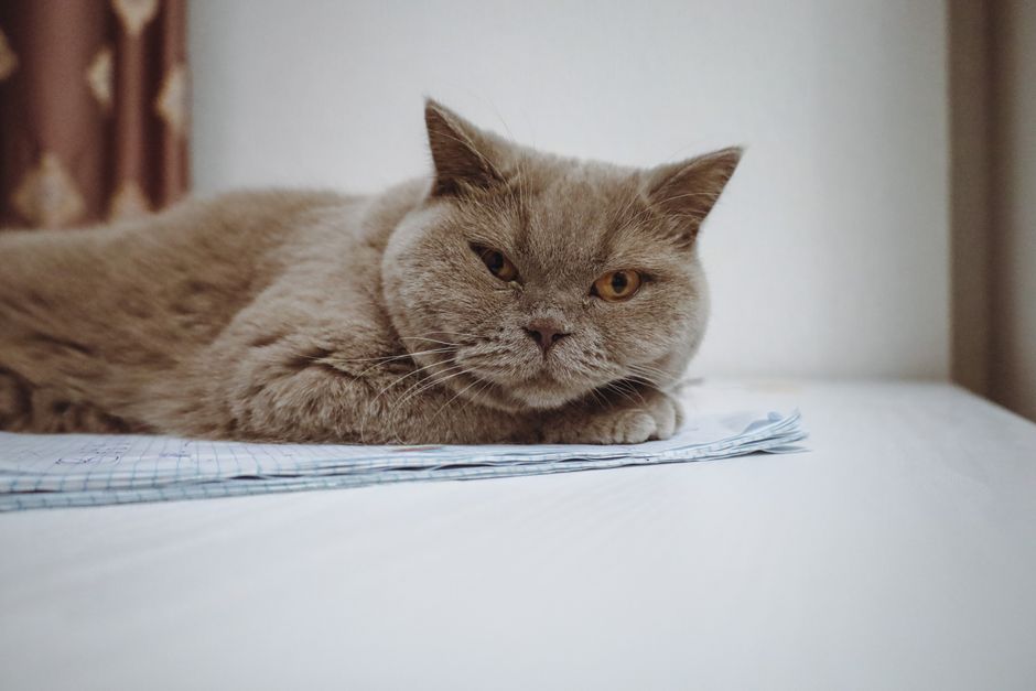 How to Choose the Right New Food for Your Cat?