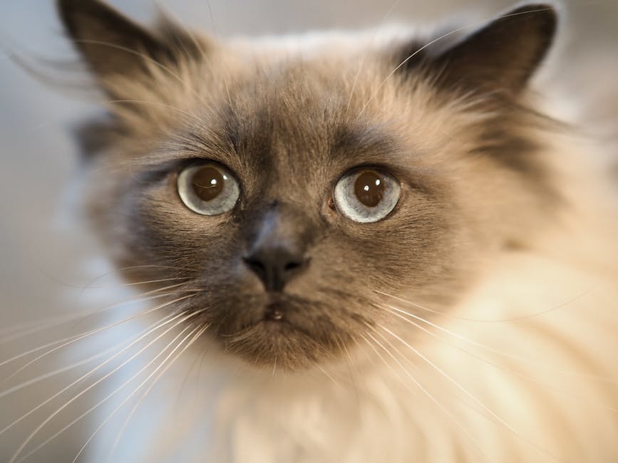 1. Is the Ragdoll One of the Calmest Cat Breeds for Quiet Households?