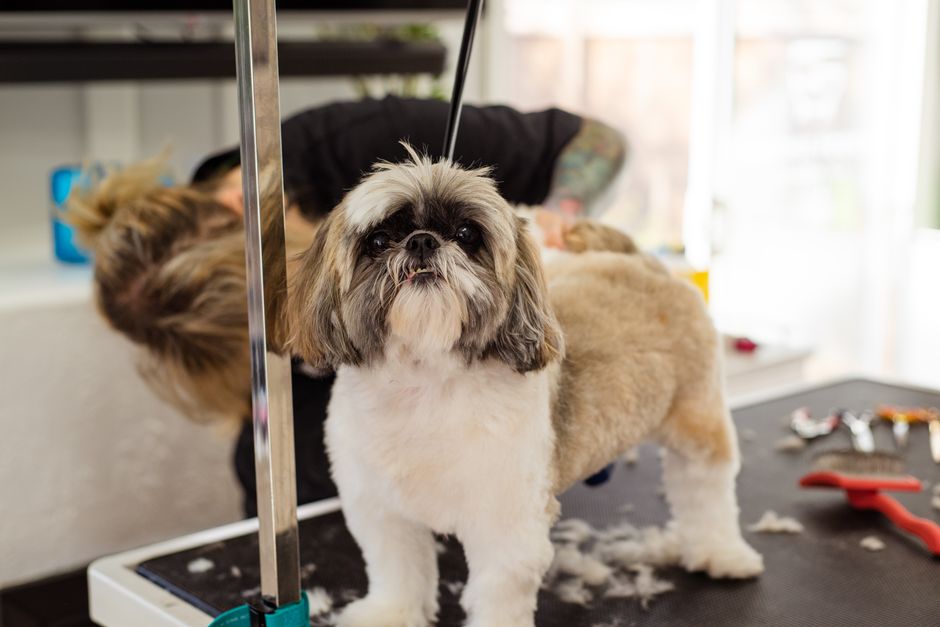 Why Clean Your Dog's Ears Naturally?