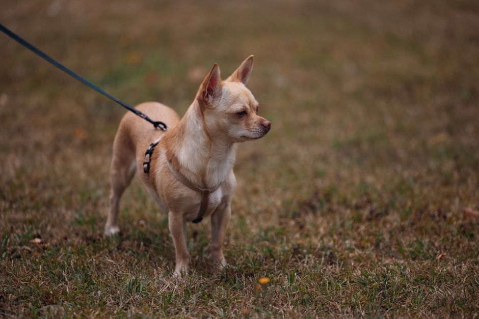 What Is Fetch Pet Insurance and How Did It Change from Petplan?