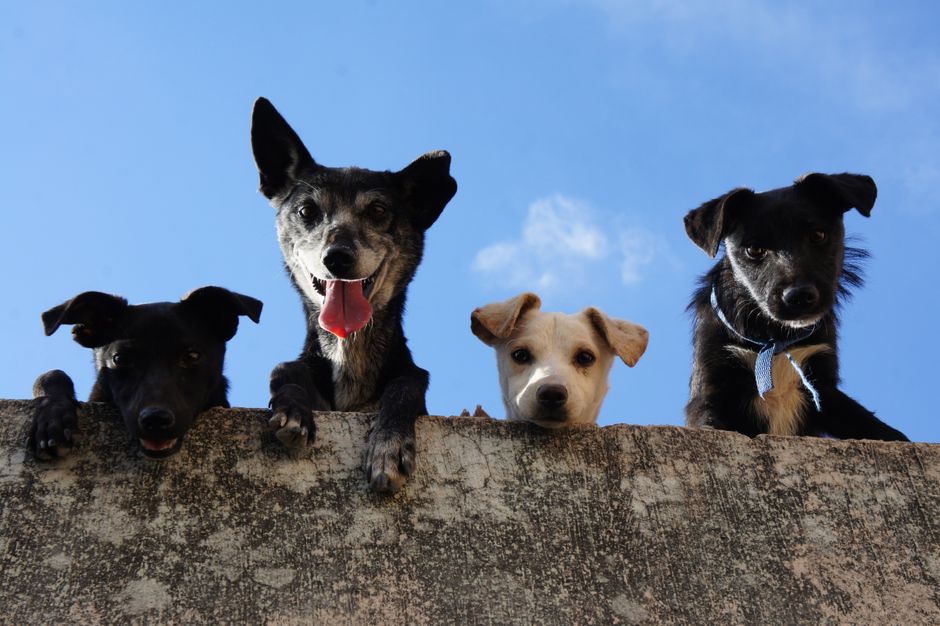 What to Look for in the Best Detangling Sprays for Long-Haired Dogs?