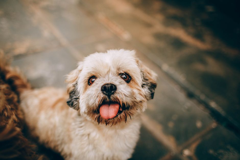 What Are the Pros and Cons of Tiki Cat Food?