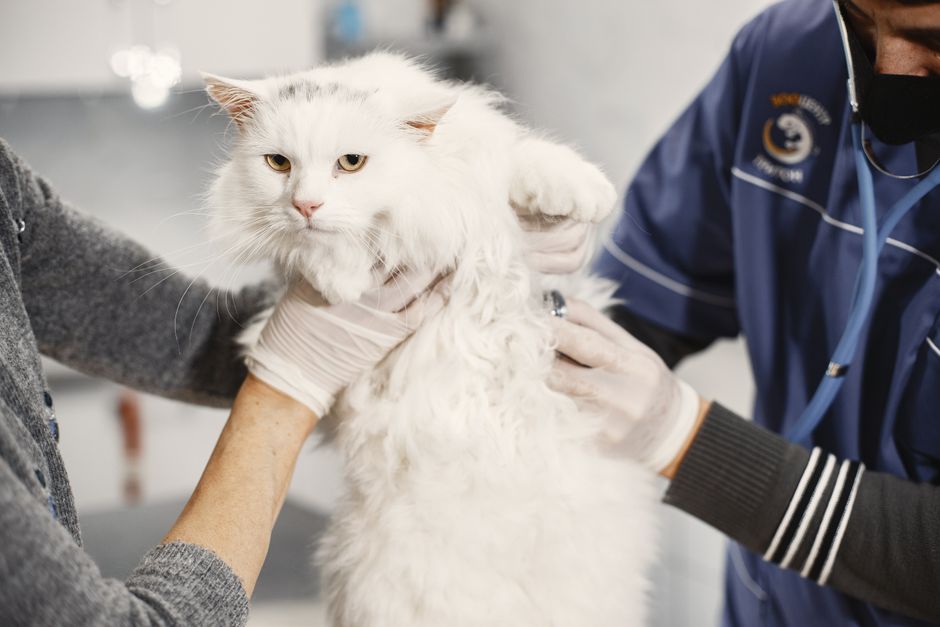 What Makes Wellness Cat Food Different From Competitors?