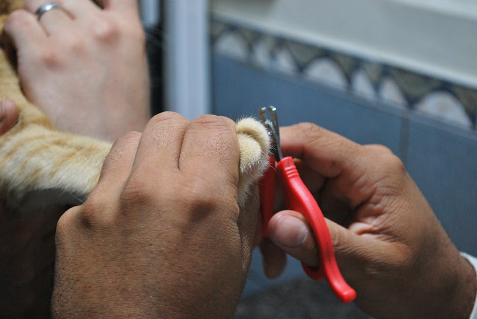 2. How to prepare your cat for brushing?