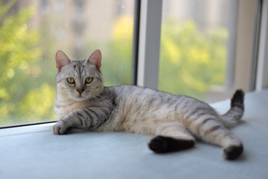 Why Do Cats Scratch Furniture?