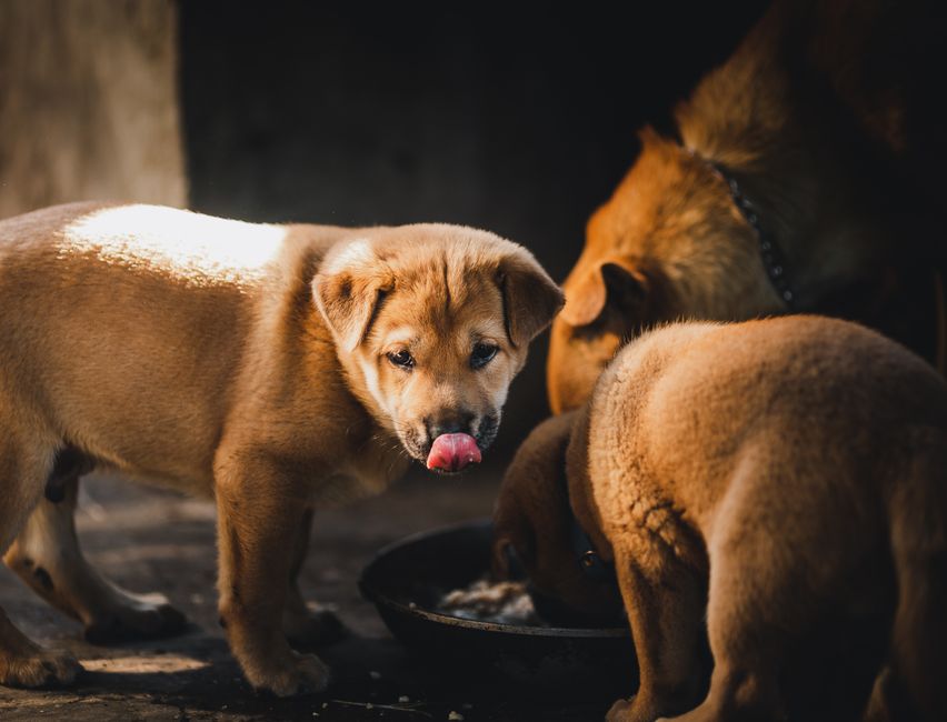Top 3 Dog Foods for Labrador Weight and Joint Health?