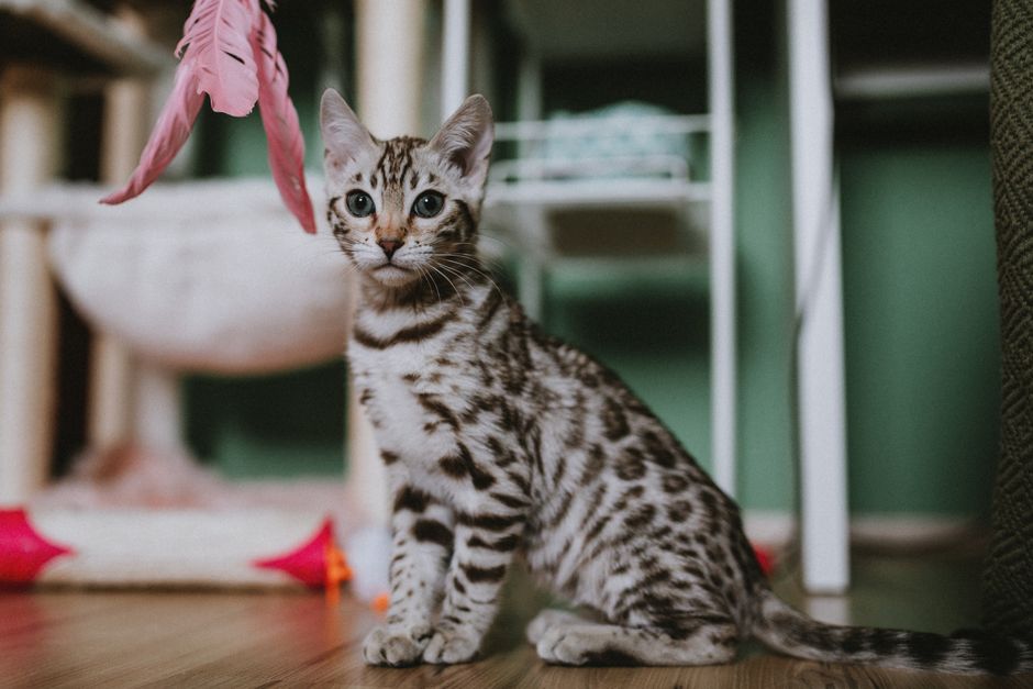 How Much Do Pet Insurance Premiums Increase Each Year?