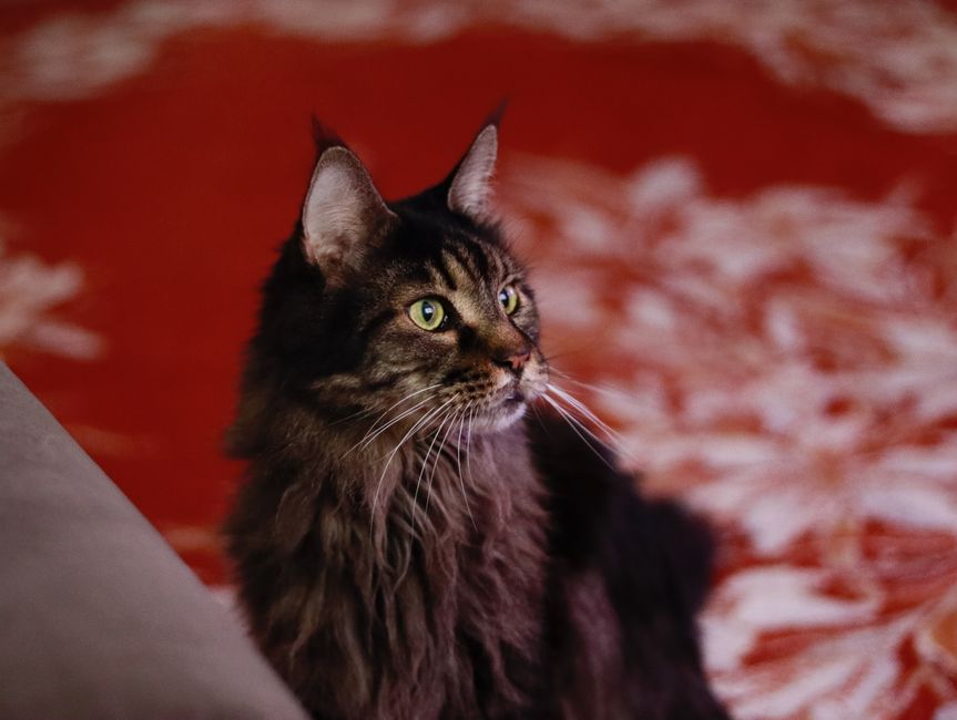 Norwegian Forest Cat Breed Guide Large and Fluffy