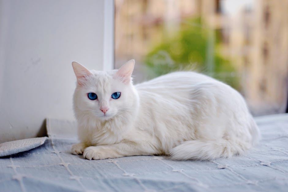 Russian Blue Cat Breed Profile Shy and Gentle Nature