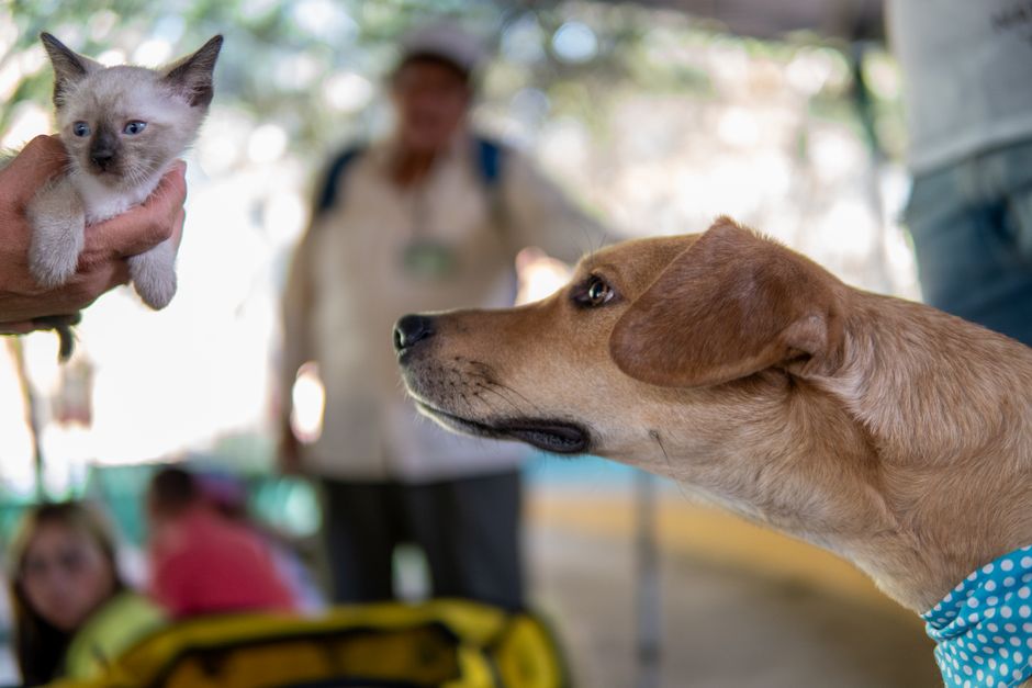 Which Pet Insurance Companies Offer Multi-Pet Discounts?