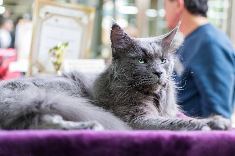1. Is the Maine Coon the largest domestic cat breed?