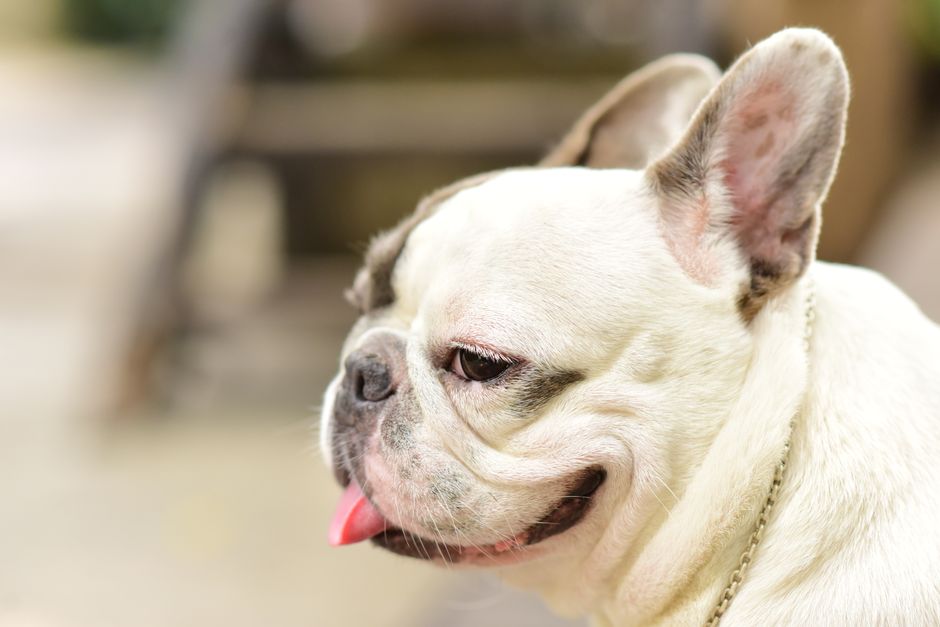 French Bulldog Breed Guide Health Issues and Daily Care