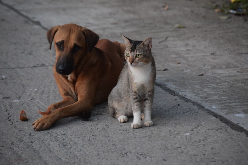 Step 1: Why Is Teaching Your Dog to Stay Important?