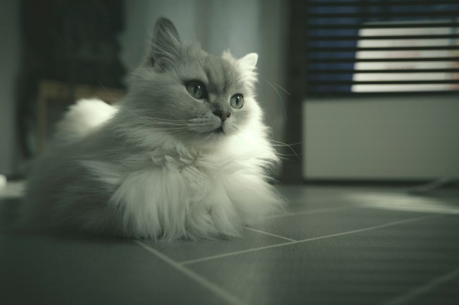 Can You Deduct Pet Insurance as a Medical Expense?