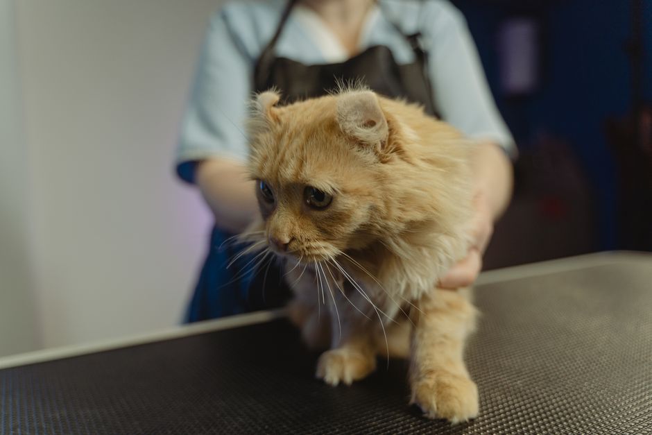 1. What tools do you need to remove a tick from your cat?