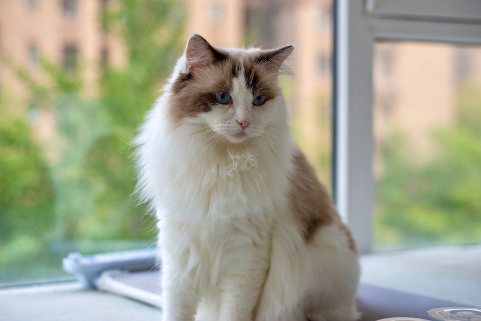 What Makes Orijen Cat Food Premium?