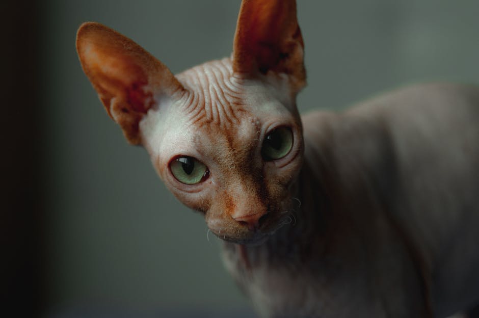 What Makes a Cat Treat Healthy?