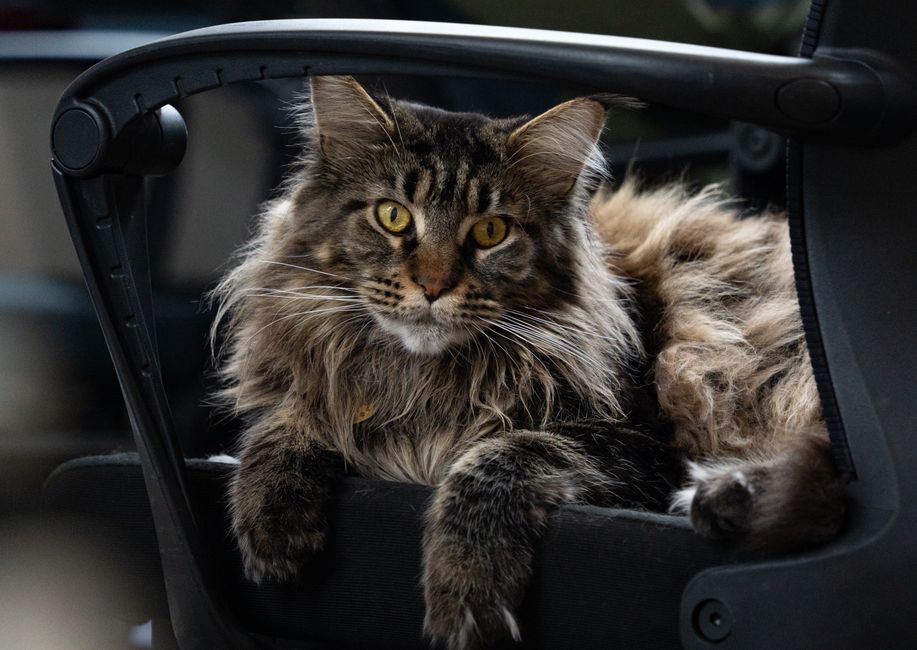 Does the Maine Coon Get Along with Dogs?