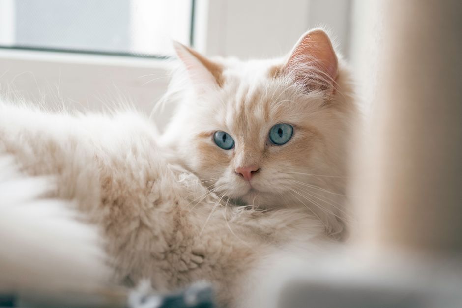 Does the Ragdoll Get Along with Dogs?
