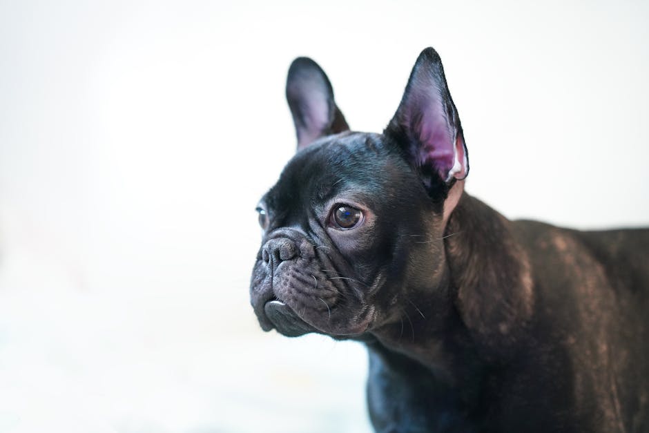 Which Brachycephalic Breeds Face the Highest Insurance Risks?